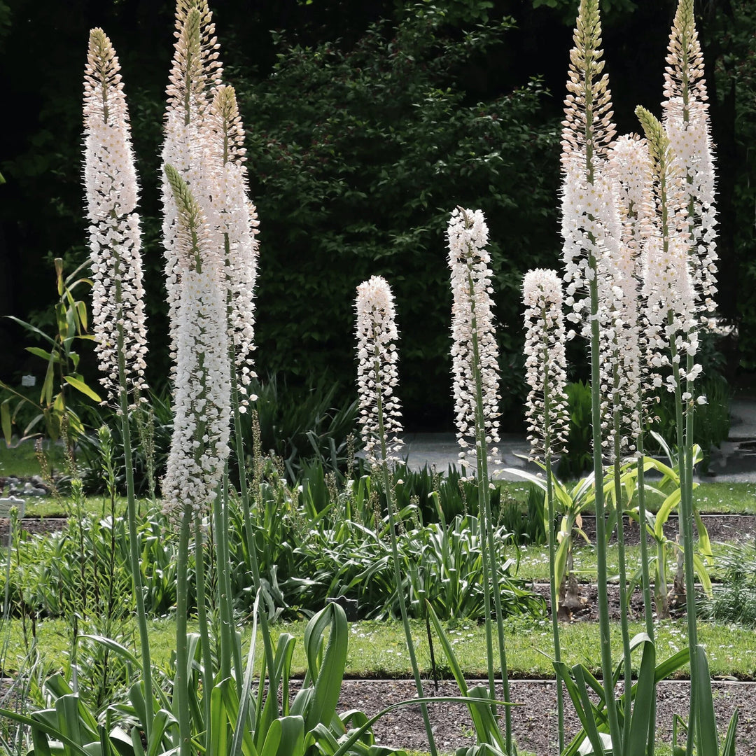 Foxtail Lilly Flower Seeds White – Heirloom Non-GMO Organic Garden Seeds
