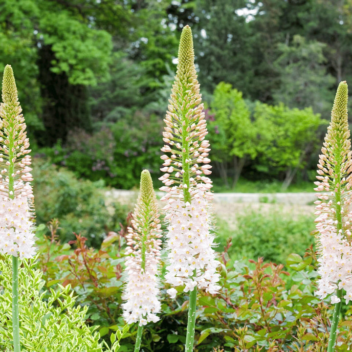 White Foxtail Lilly Flower Seeds – Heirloom Non-GMO High Germination Organic Garden