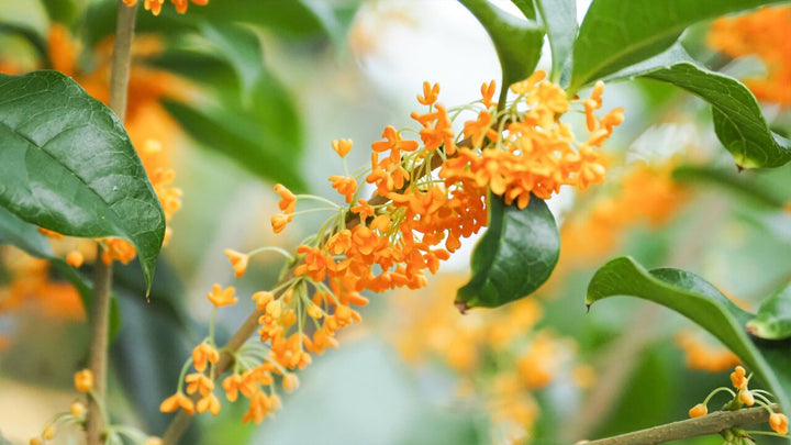Orange Osmanthus Flower Seeds – Heirloom, Non-GMO, High Germination Seeds