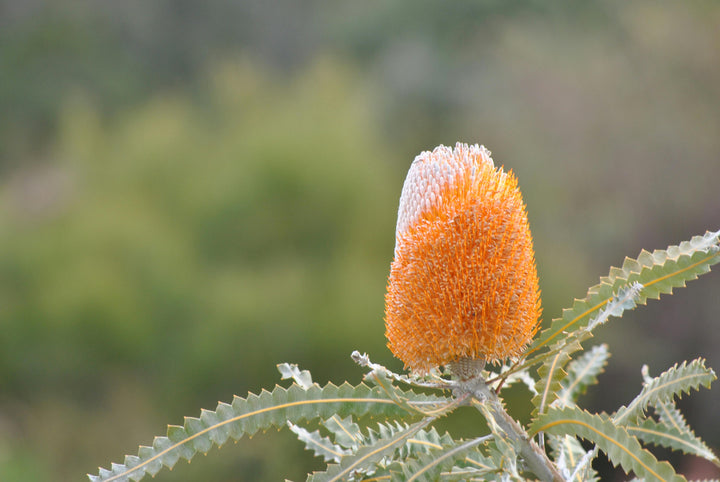 Orange Banksia Flower Seeds – Heirloom, Non-GMO, High Germination Seeds