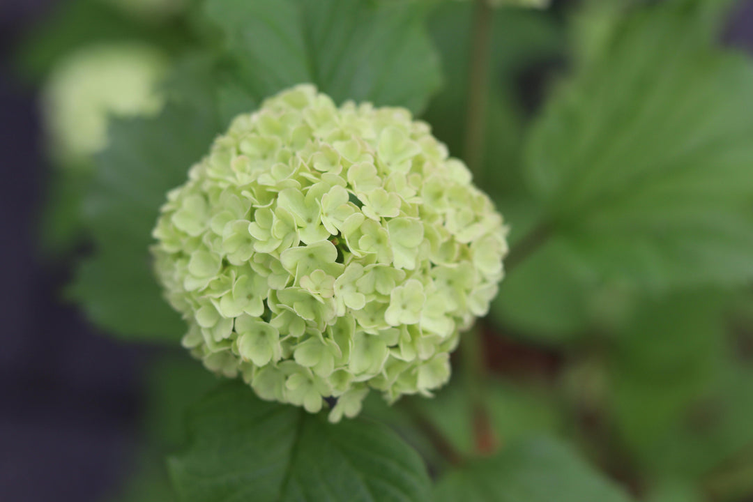 Light Green Viburnum Flower Seeds – Heirloom, Non-GMO, High Germination Seeds