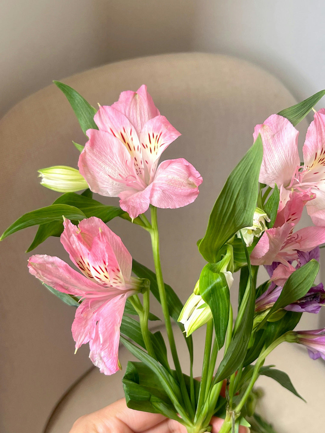 Light Pink Alstroemeria Flower Seeds for Planting – Heirloom, Non-GMO, High Germination Organic Garden Seeds