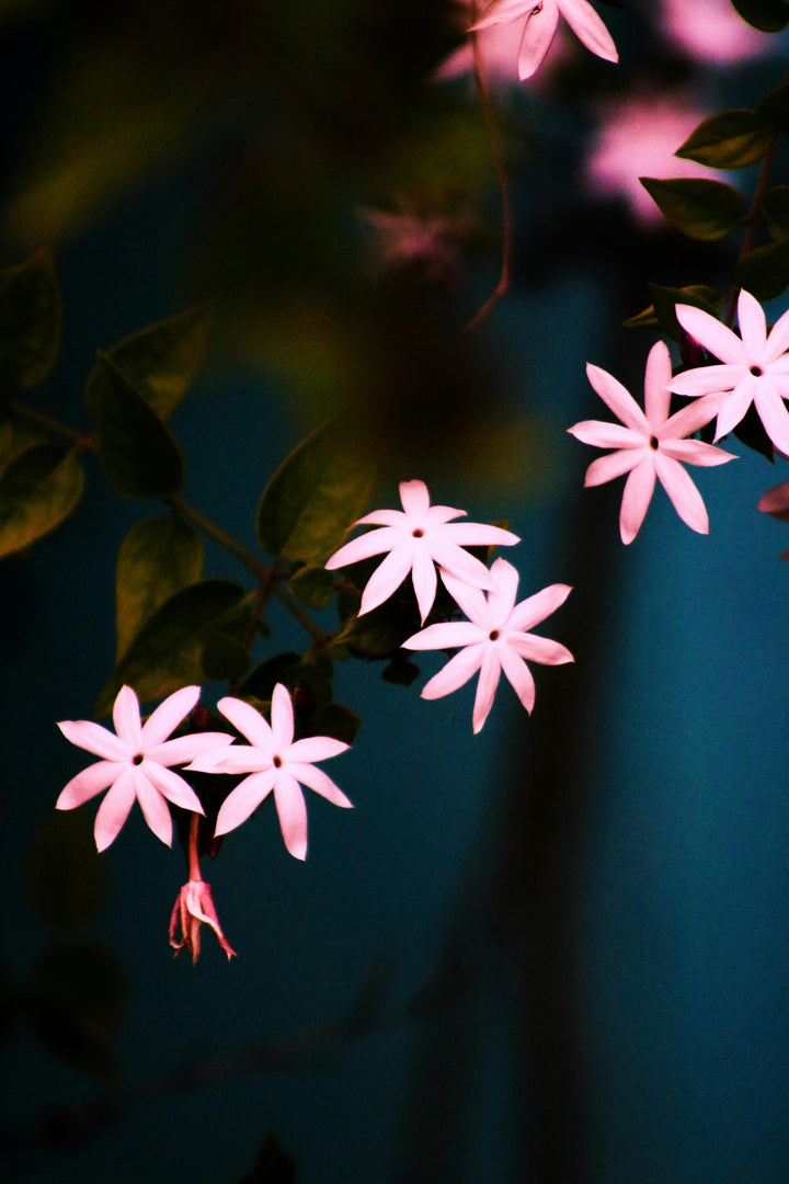 Pink Jasmine Flower Seeds – Heirloom, Non-GMO, High Germination Seeds