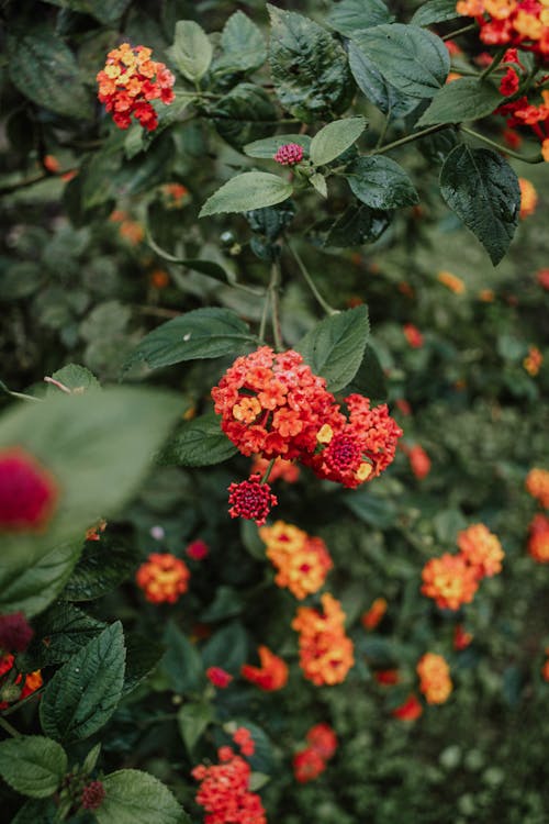 Lantana Flower Seeds Red – Heirloom, Non-GMO, High Germination Seeds