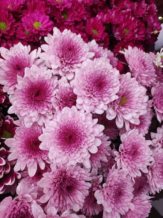 Pink Chrysanthemum Flower Seeds for Planting – Heirloom Non-GMO Organic Garden Seeds