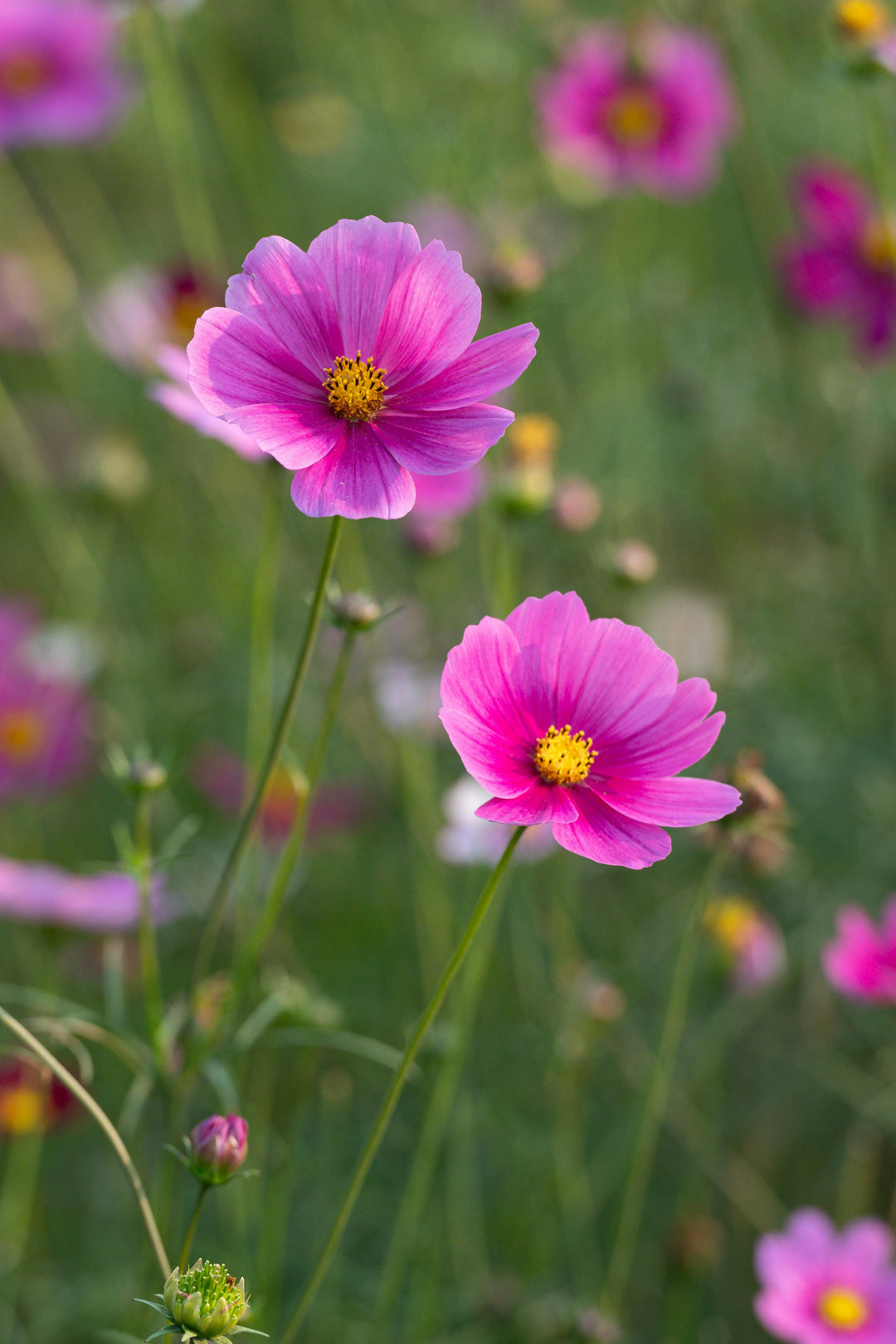 Pink Chamomile Flower Seeds Heirloom Non-GMO High Germination Organic Garden Seeds for Planting