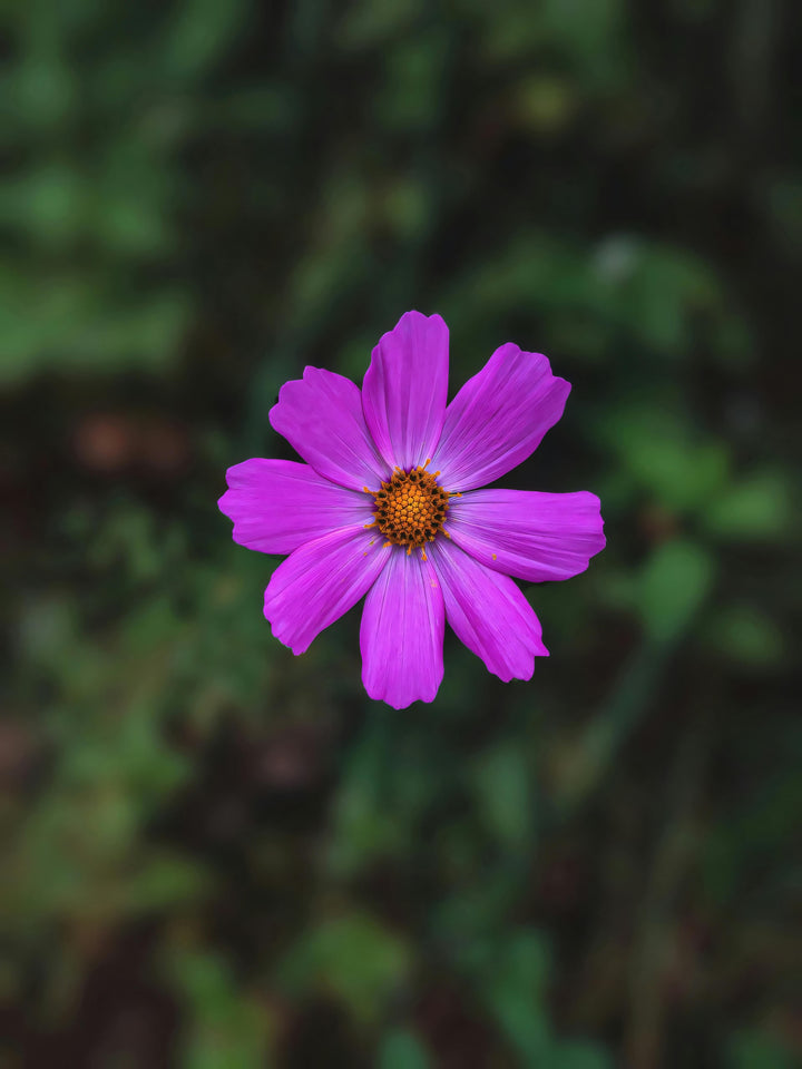 Lavender Cosmos Flower Seeds for Planting – Heirloom Non-GMO High Germination Seeds