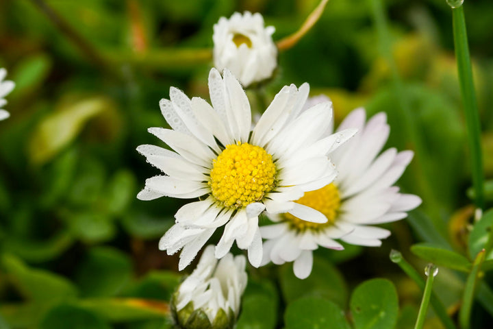 Semillas de manzanilla blanca – Semillas tradicionales sin OMG de alta germinación para plantar