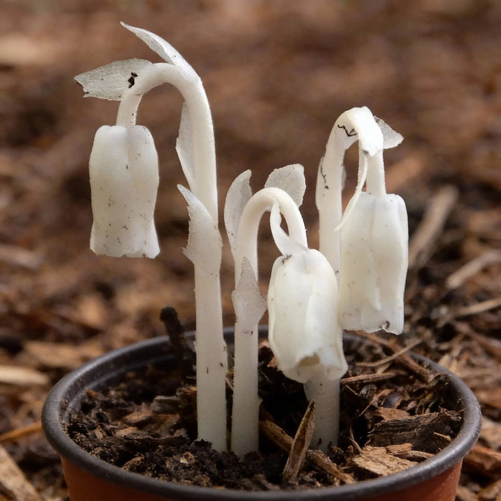 White Monotropa Uniflora Flower Seeds – Heirloom, Non-GMO, High Germination Seeds