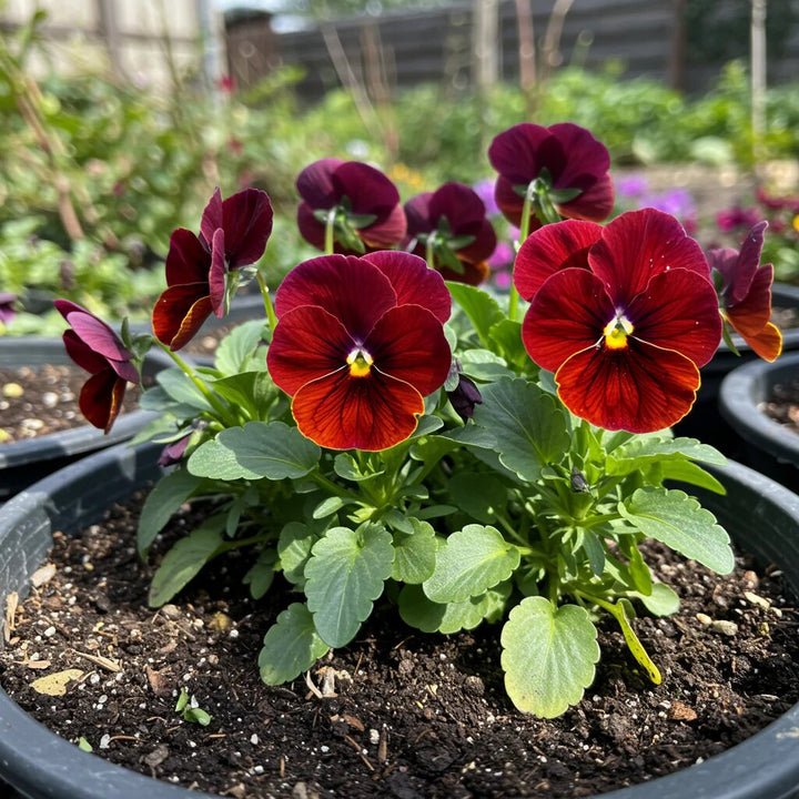 Maroon Pansy Flower Seeds – Heirloom, Non-GMO, High Germination Seeds