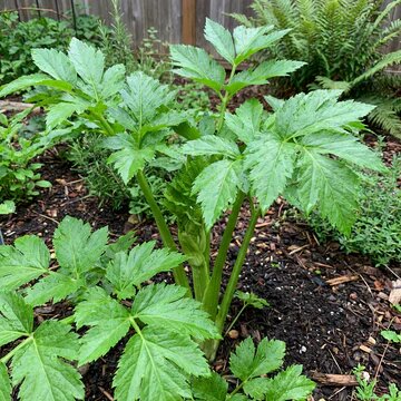 Ashitaba Japanese Green Vegetable Seeds for Planting – Heirloom Non-GMO Garden Seeds