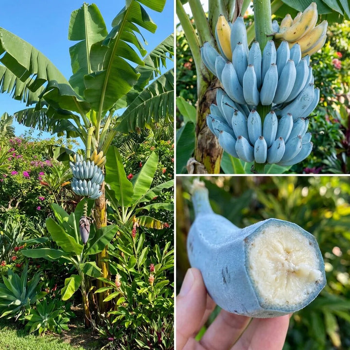 Blue Java Banana (Ice Cream Banana) Fruit Seeds – Heirloom Non-GMO Seeds