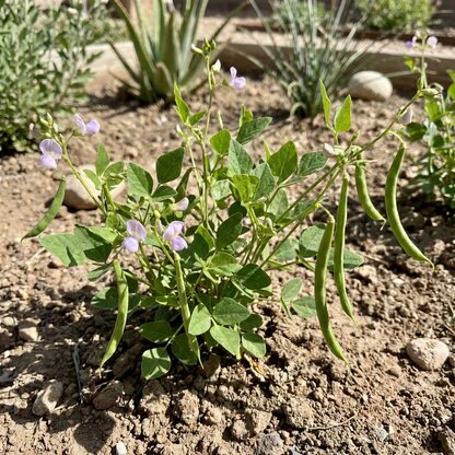 Green Tepary Bean Seeds for Planting – Heirloom Non-GMO High Germination Organic Garden Seeds for Drought-Tolerant Growing