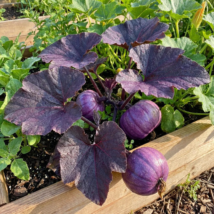 Purple Pumpkin Seeds – Heirloom, Non-GMO, High Germination, Organic Garden Seeds