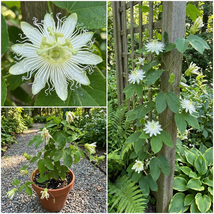 Passion Flower Seeds White – Heirloom, Non-GMO Seeds for Planting