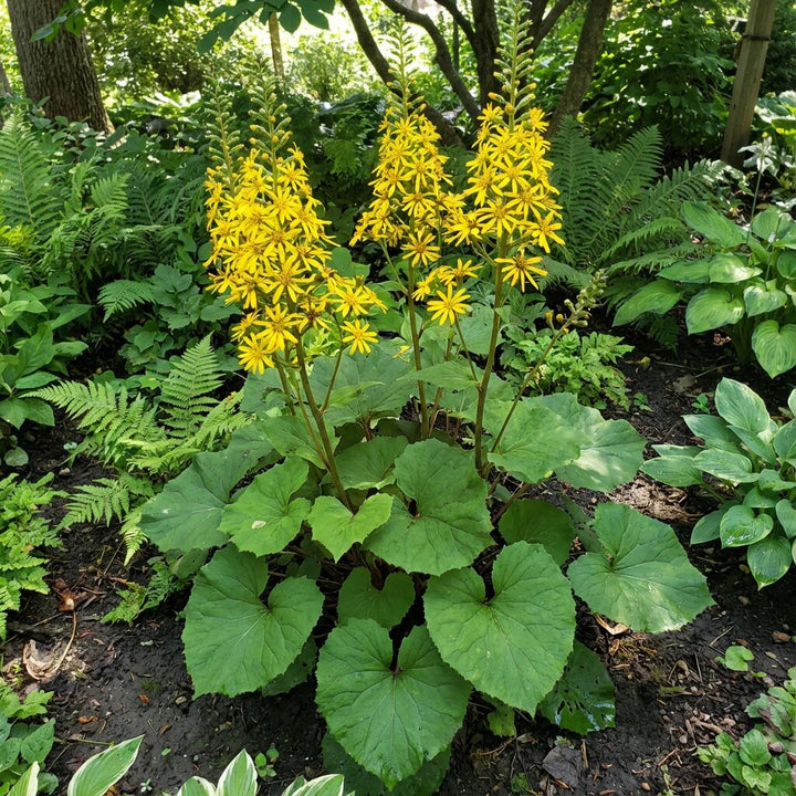 Yellow Ligularia Dentata Flower Seeds – Heirloom Non-GMO High Germination Seeds