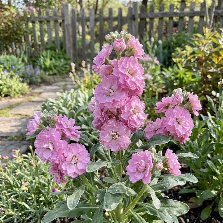 Light Pink Matthiola Incana Flower Seeds – Heirloom, Non-GMO, High Germination Seeds