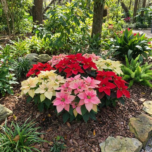 Mixed Poinsettia Flower Seeds – Heirloom, Non-GMO, High Germination Seeds
