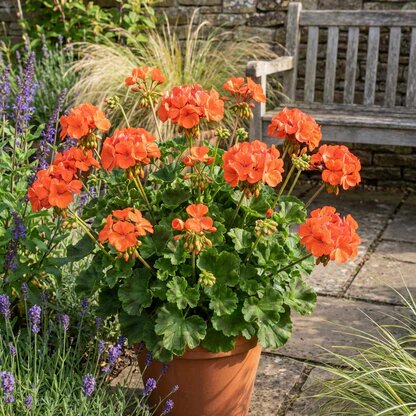 Semillas de flor perenne de geranio naranja - Herencia, no transgénicas, alta germinación, semillas de jardín orgánicas para plantar