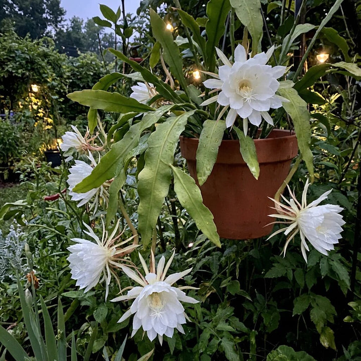 Epiphyllum oxypetalum Blumensamen – alte Sorte, gentechnikfrei, hohe Keimrate