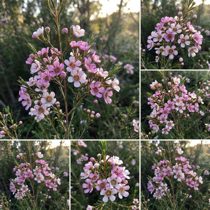 Light Pink Geraldton Flower Seeds – Heirloom, Non-GMO, High Germination Seeds