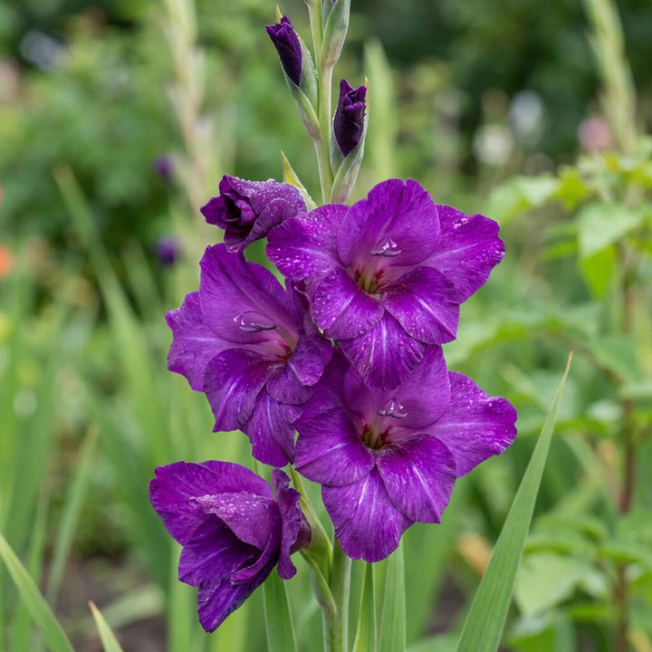 Gladiolus Flower Seeds Purple Heirloom Non-GMO High Germination Organic Garden Seeds for Planting