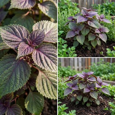 Purple Green Shiso Seeds for Planting Perilla – Heirloom, Non-GMO, High Germination Seeds