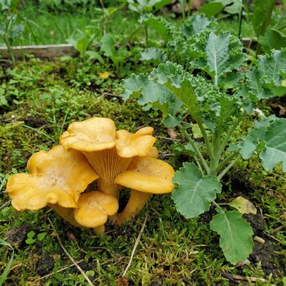 Chanterelle Mushroom Spawn Seeds - Heirloom Non-GMO High Germination Seeds