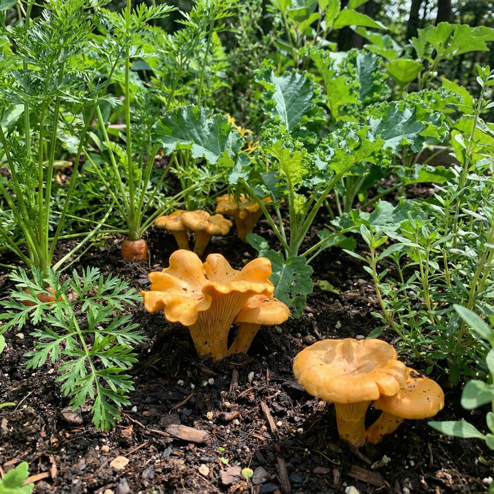 Chanterelle Mushroom Spawn Seeds - Heirloom Non-GMO High Germination Seeds