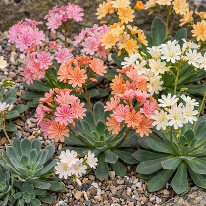 Lewisia Mischung Blumensamen – Alte Sorte, gentechnikfrei, hohe Keimfähigkeit Gartensamen