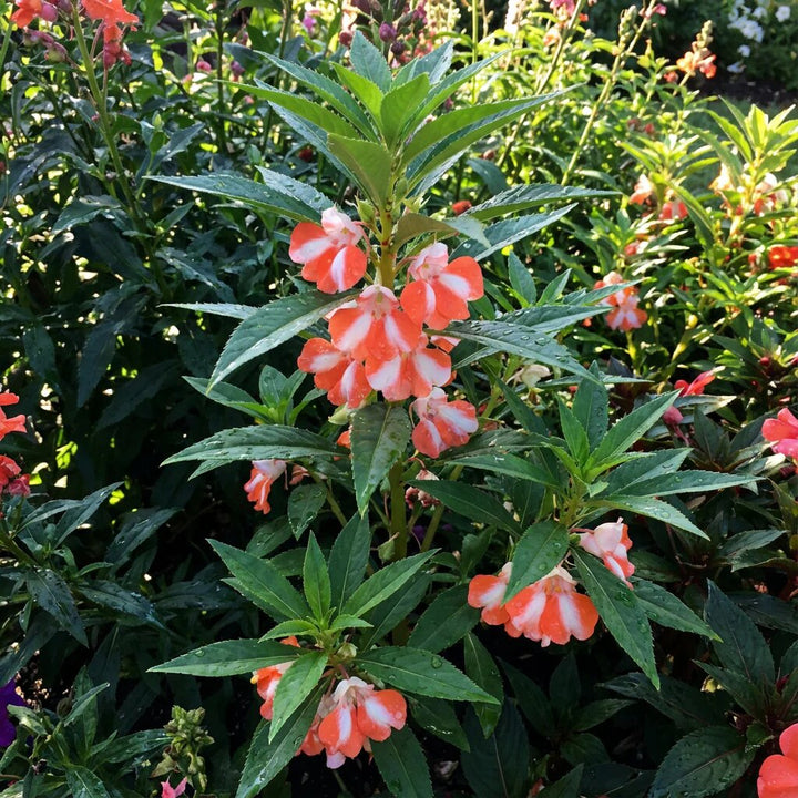 Orange White Impatiens Flower Seeds – Heirloom, Non-GMO, High Germination Seeds
