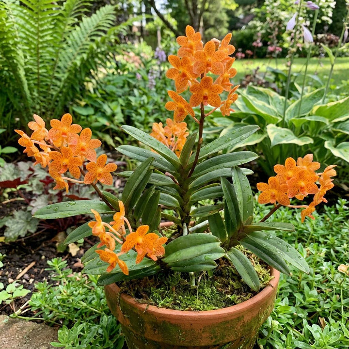 Orange Orchid Flower Seeds – Heirloom, Non-GMO, High Germination Seeds