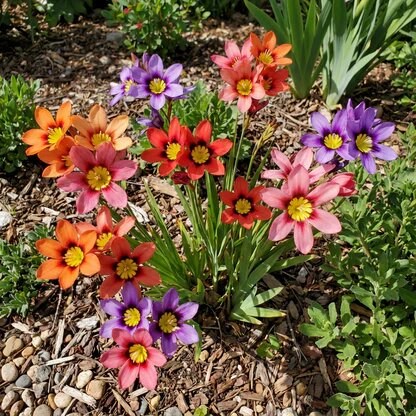 Mixed Sparaxis Flower Seeds – Heirloom, Non-GMO, High Germination Seeds