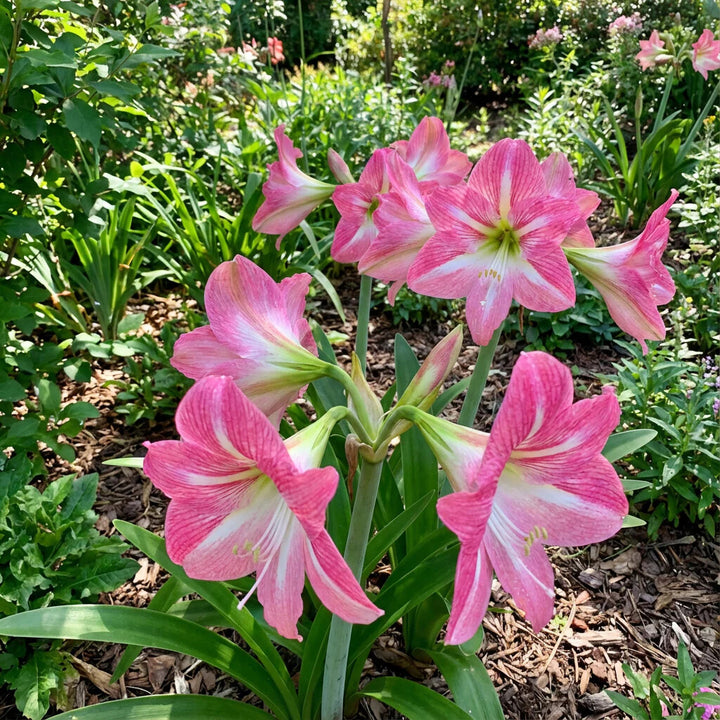 Pink Amaryllis Flower Seeds for Planting – Heirloom Non-GMO High Germination Organic Seeds