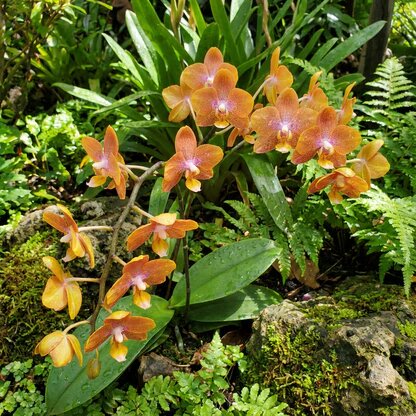 Orange Orchid Flower Seeds – Heirloom, Non-GMO, High Germination Seeds