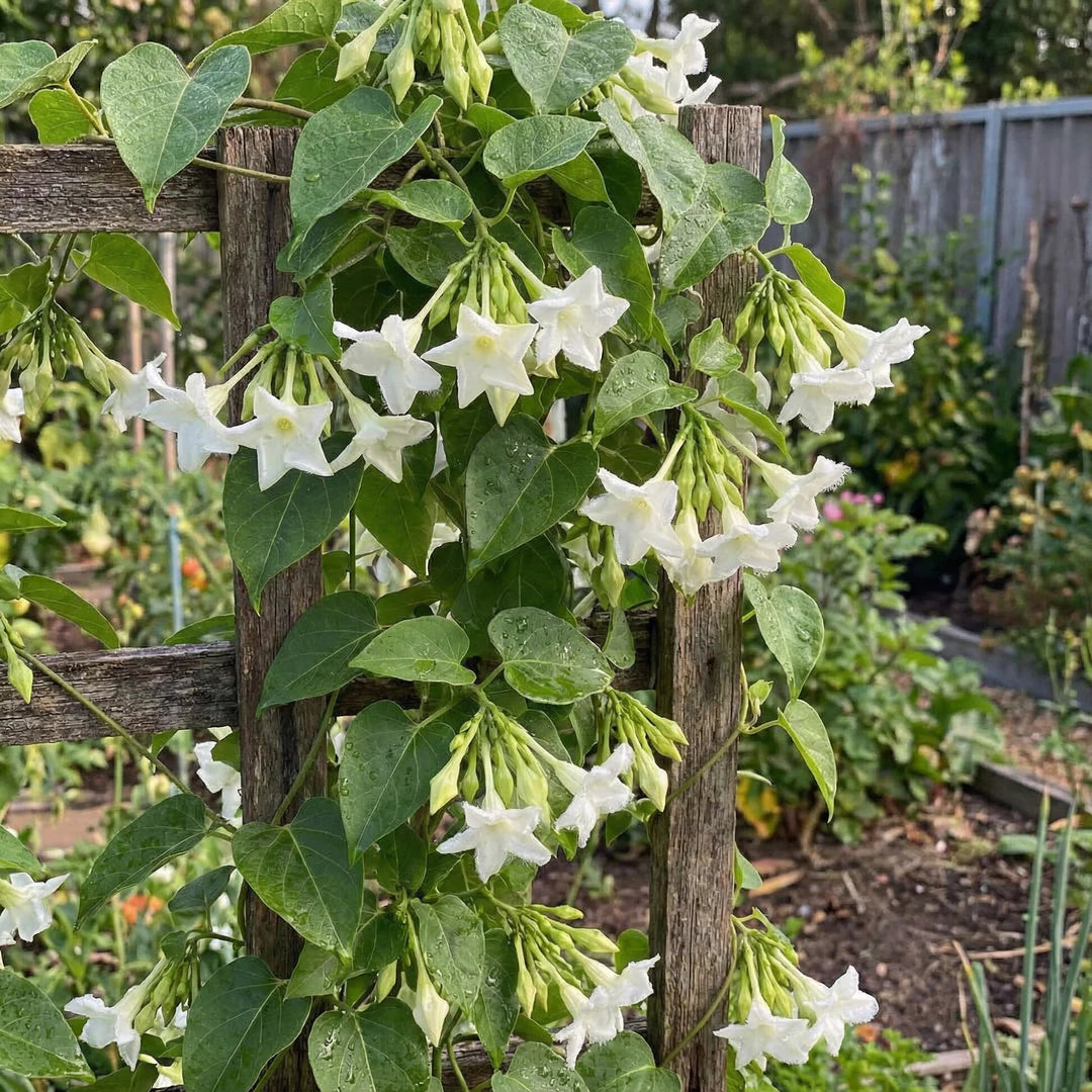 Loroco Flower Seeds White – Heirloom, Non-GMO, High Germination Seeds