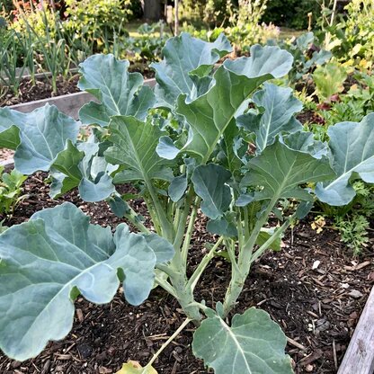 Heirloom Non-GMO Sea Kale Vegetable Seeds – High Germination Organic Garden Seeds