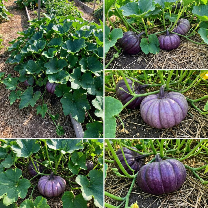 Purple Pumpkin Seeds – Heirloom, Non-GMO, High Germination, Organic Garden Seeds