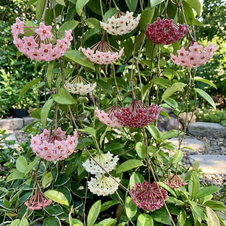 Hoya Flower Seeds Mixed – Heirloom, Non-GMO, High Germination Seeds