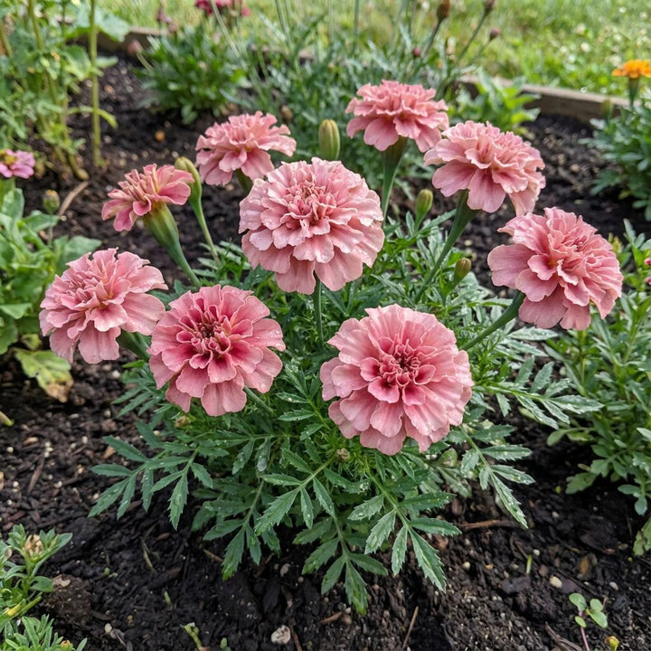Marigold Flower Seeds Pink – Heirloom, Non-GMO, High Germination Seeds