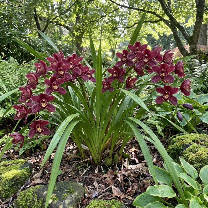 Maroon Cymbidium Flower Seeds – Heirloom, Non-GMO, High Germination Seeds
