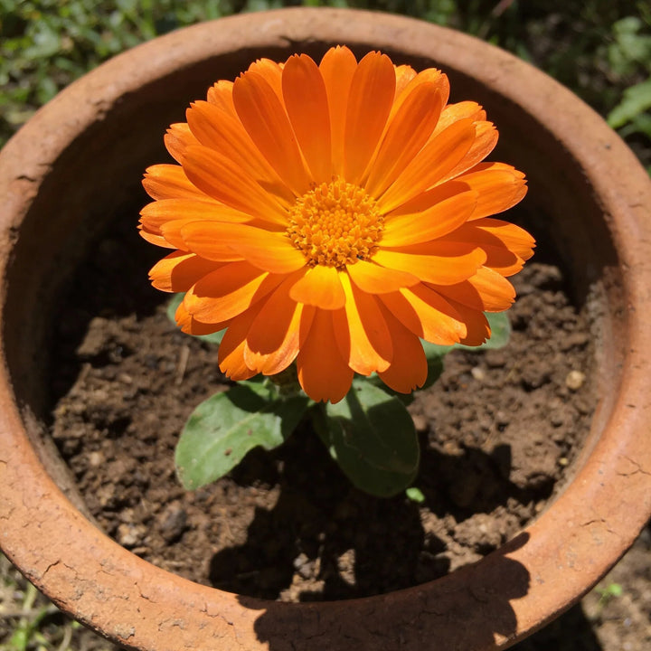 Orange Tithonia Flower Seeds – Heirloom, Non-GMO, High Germination Seeds