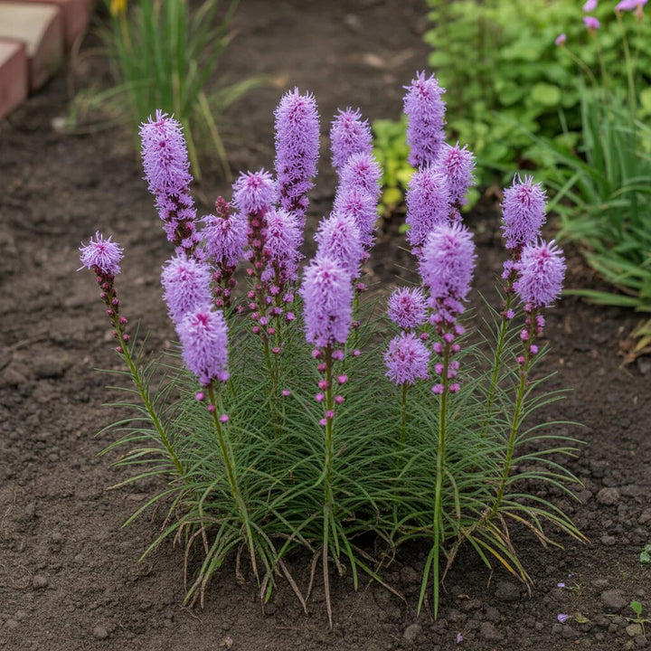 Purple Liatris Spicata Flower Seeds Heirloom Non-GMO High Germination Organic Garden Seeds for Planting