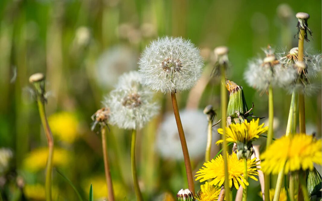 Dandelion Taraxacum Flower Seeds – Heirloom Non-GMO Organic Garden Seeds for Planting