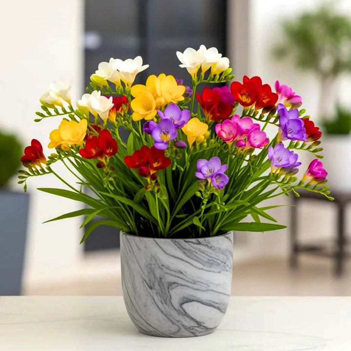 Mixed Freesia Flower Seeds – Heirloom, Non-GMO, High Germination Seeds
