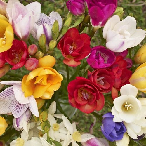 Mixed Freesia Flower Seeds – Heirloom, Non-GMO, High Germination Seeds