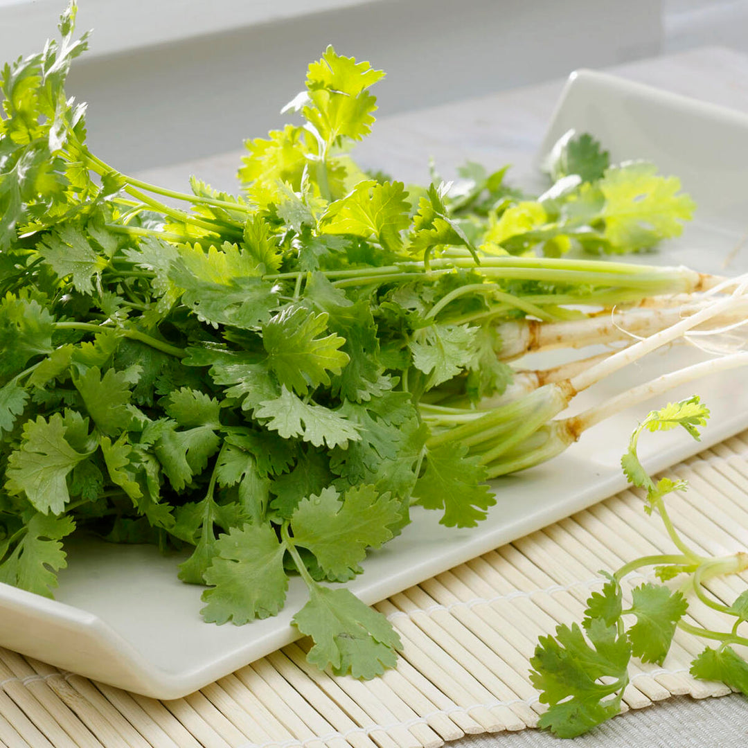 Freizeit Coriander herb seeds