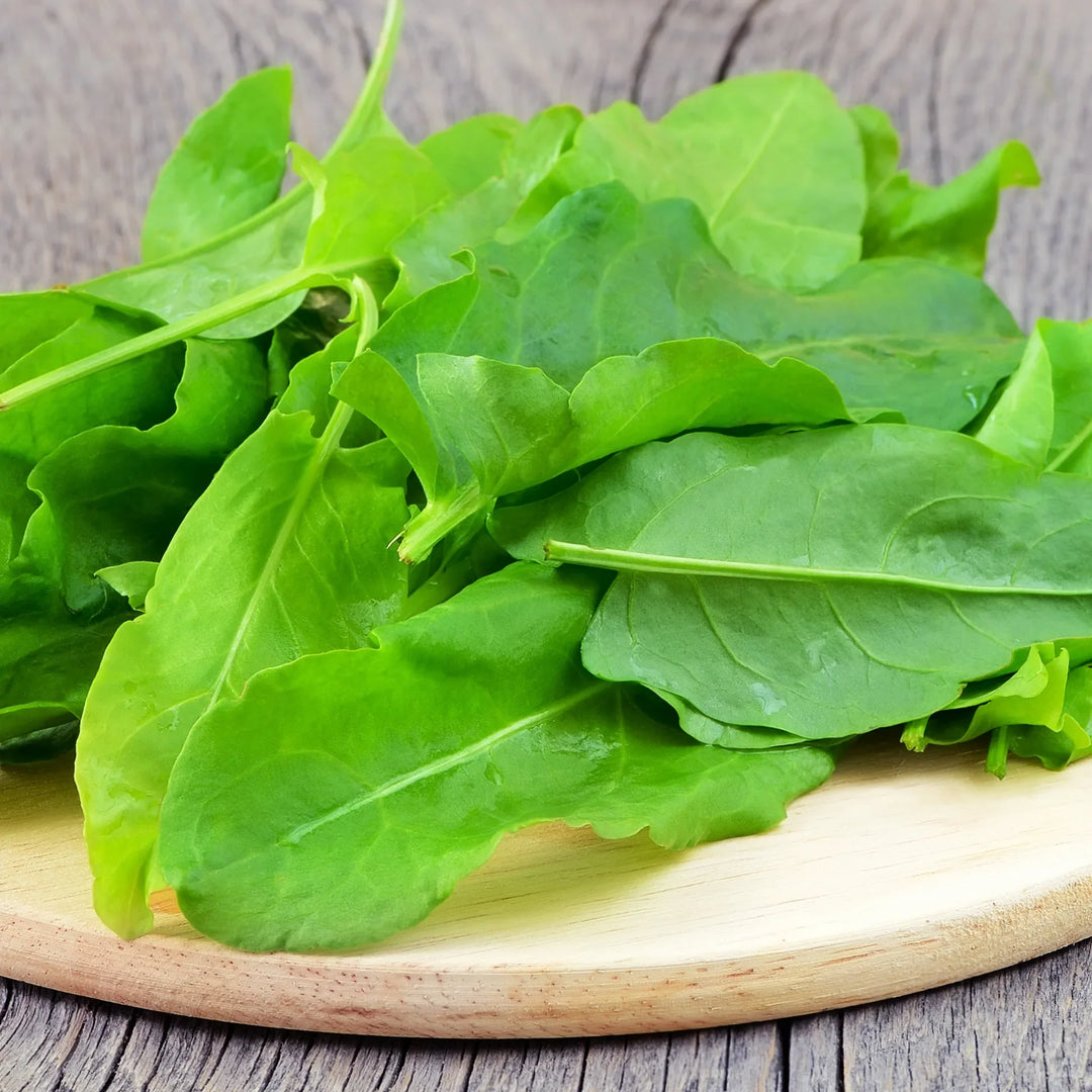 French Sorrel herb seeds