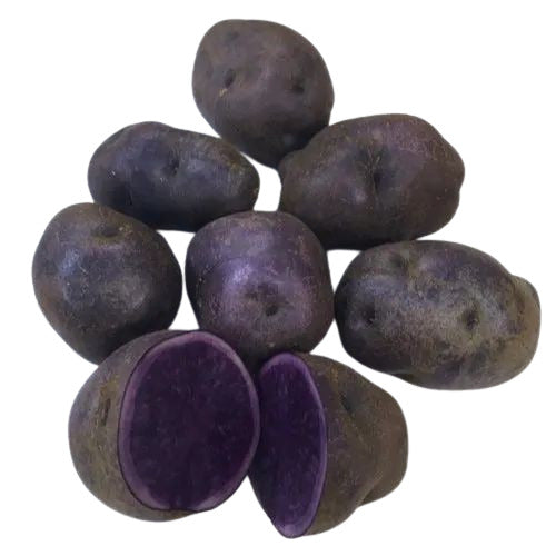 Purple Potato – Heirloom, Non-GMO, High Germination Organic Garden Seeds
