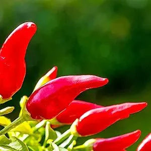 fresno chili flower seeds